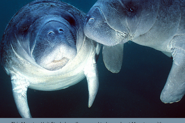 Free Manatee Unit Study Pinterest Pin