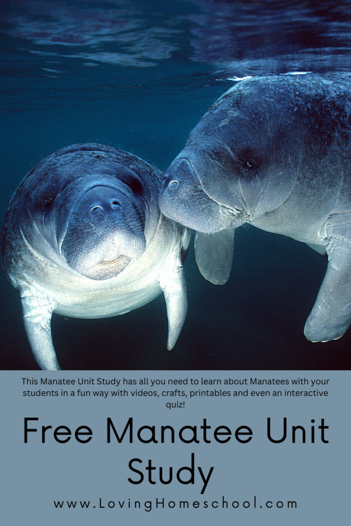 Free Manatee Unit Study Pinterest Pin