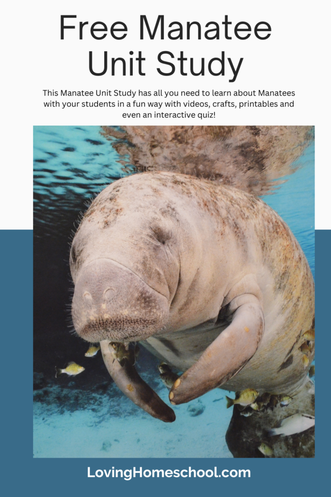 Free Manatee Unit Study Pinterest Pin