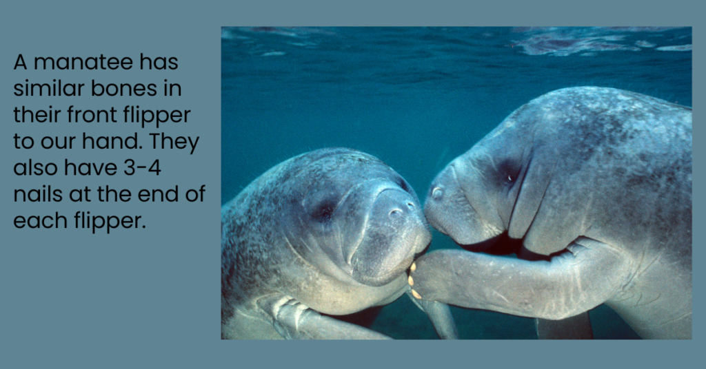 Picture of 2 manatees that show their flipper and nails and words giving the fact.