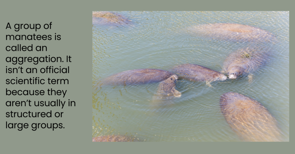 Picture of a group of manatees and words giving the fact.