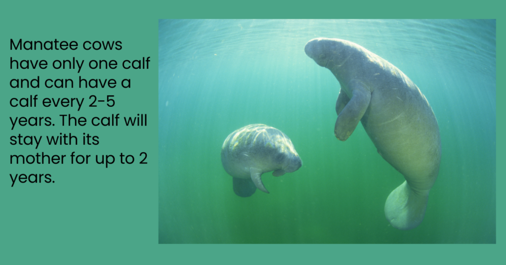 Picture of a manatee cow and calf and words giving the fact.