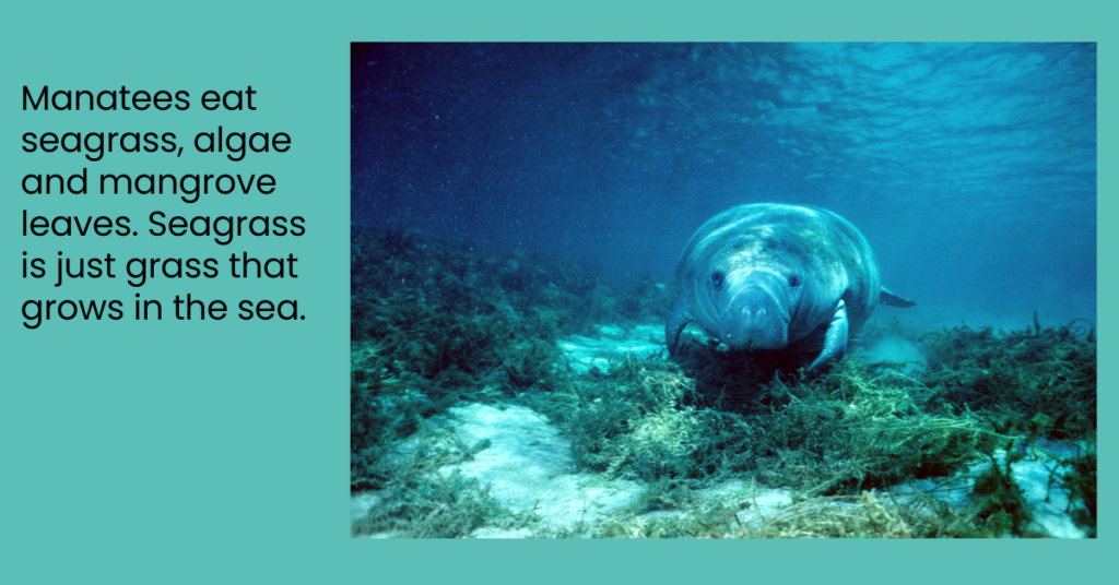 Picture of a manatee eating and words giving the fact.