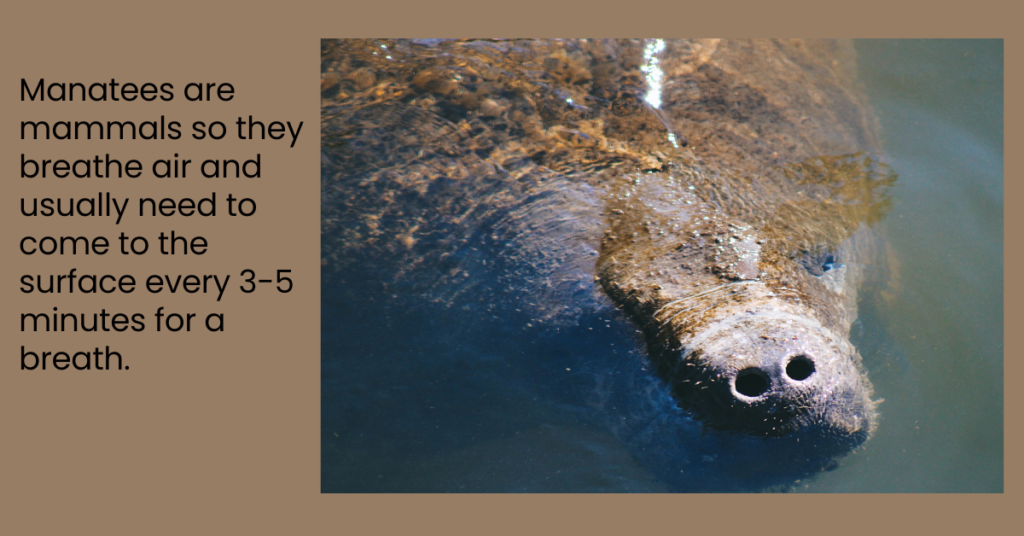 Picture of a manatee getting a breath at the surface and words giving the fact.