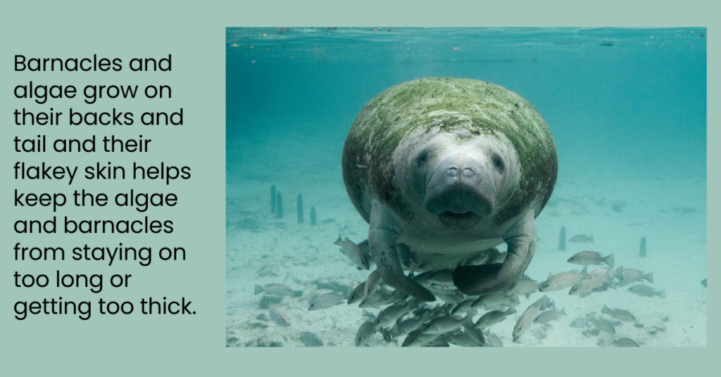 Picture of a manatee with algae on its back and words giving the fact.