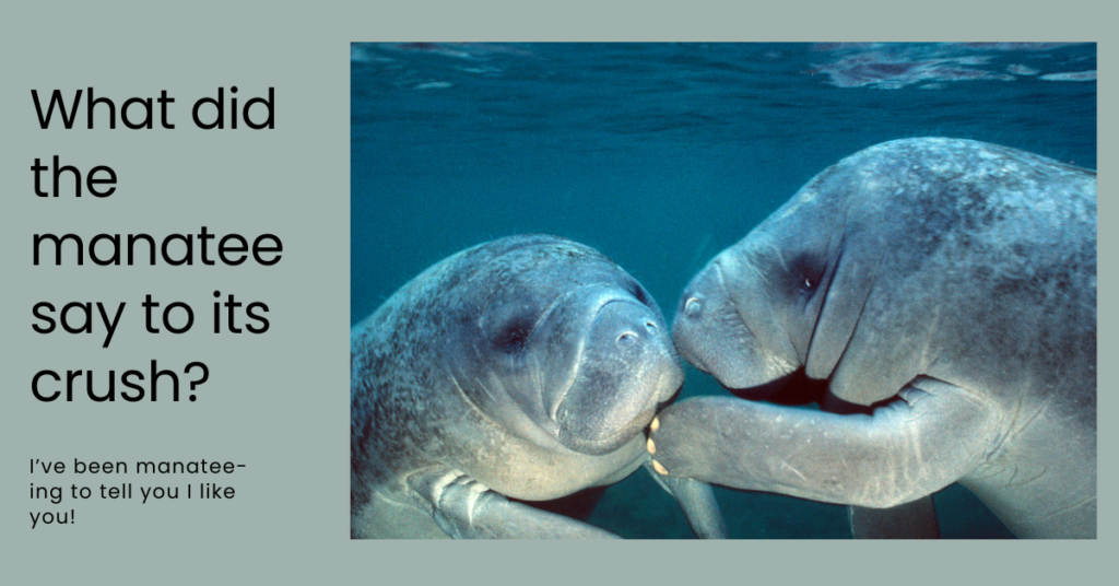 What did the manatee say to its crush joke