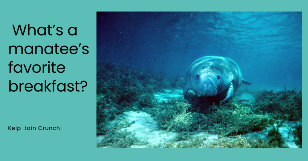 What’s a manatee’s favorite breakfast joke