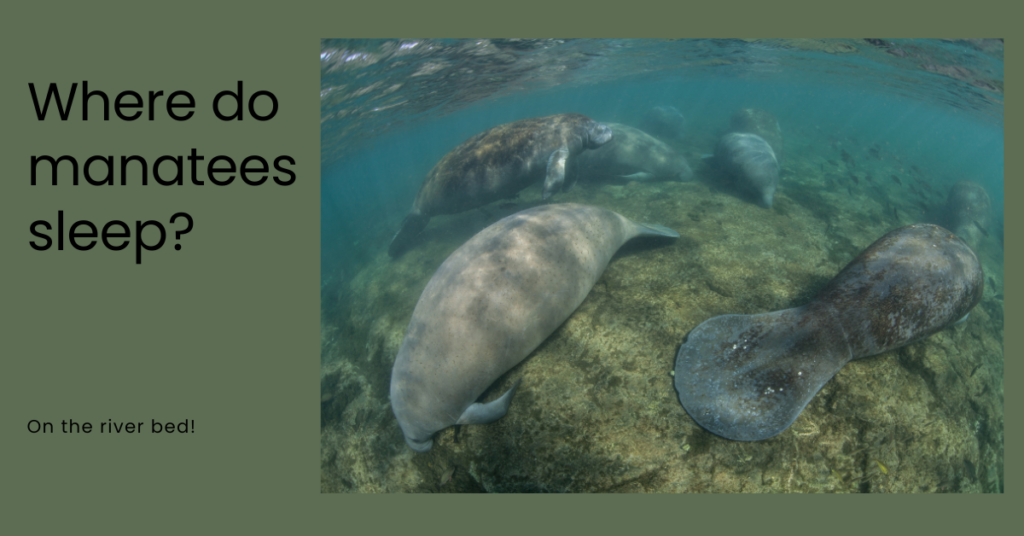 Where do manatees sleep joke