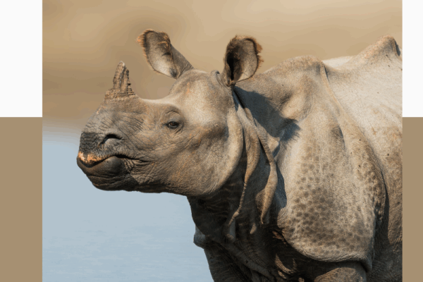188 Rhinoceros Jokes for Kids 188 Rhinoceros Jokes for Kids Pinterest Pin