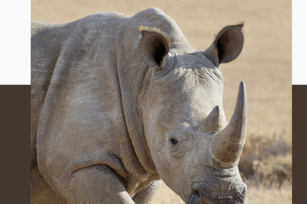 Rhinoceros Unit Study Rhinoceros Unit Study Pinterest Pin