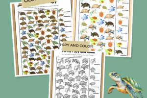 Turtle I Spy Printables Pinterest Pin