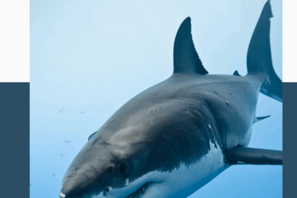 256 Shark Jokes for Kids 256 Shark Jokes for Kids Pinterest Pin