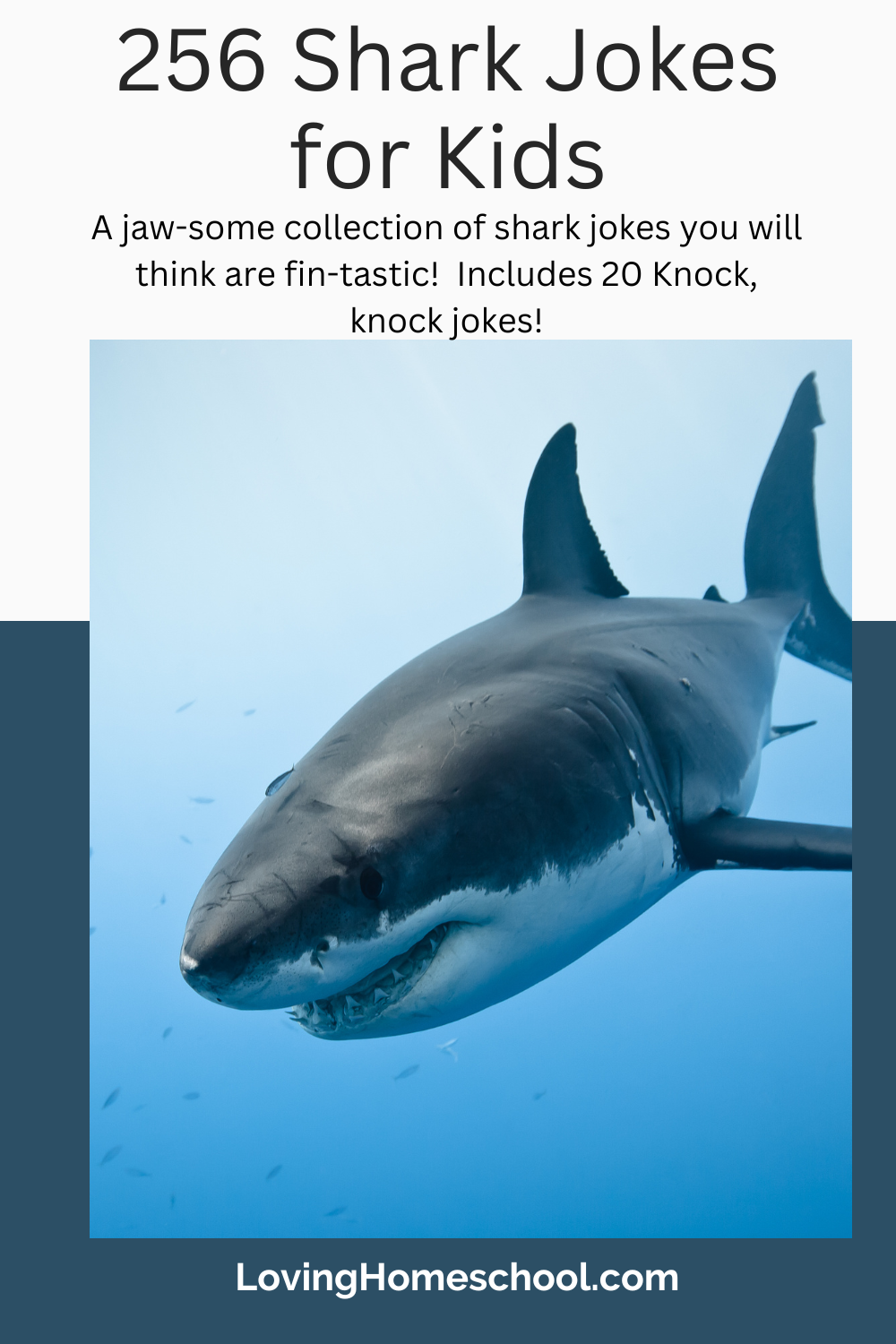 256 Shark Jokes for Kids Pinterest Pin