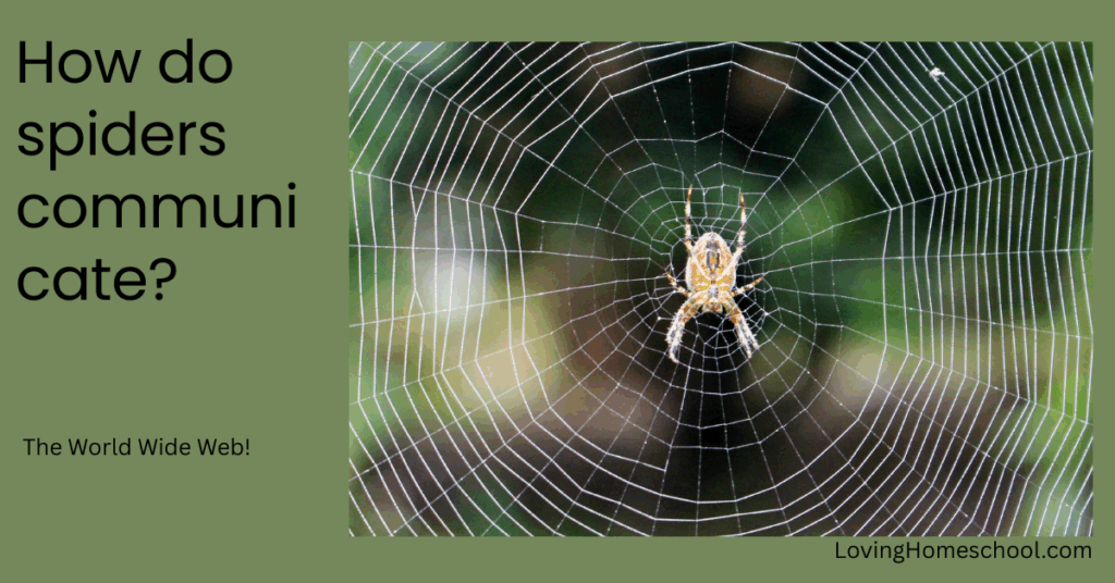 A halloween picture and the joke How do spiders communicate