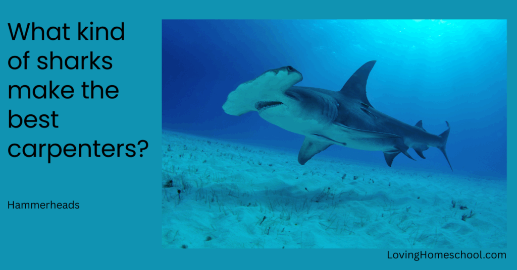 A picture of a shark and the joke What kind of sharks make the best carpenters