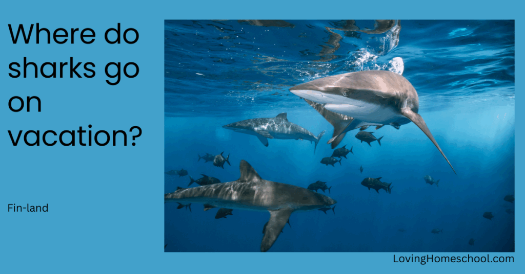 A picture of a shark and the joke Where do sharks go on vacation