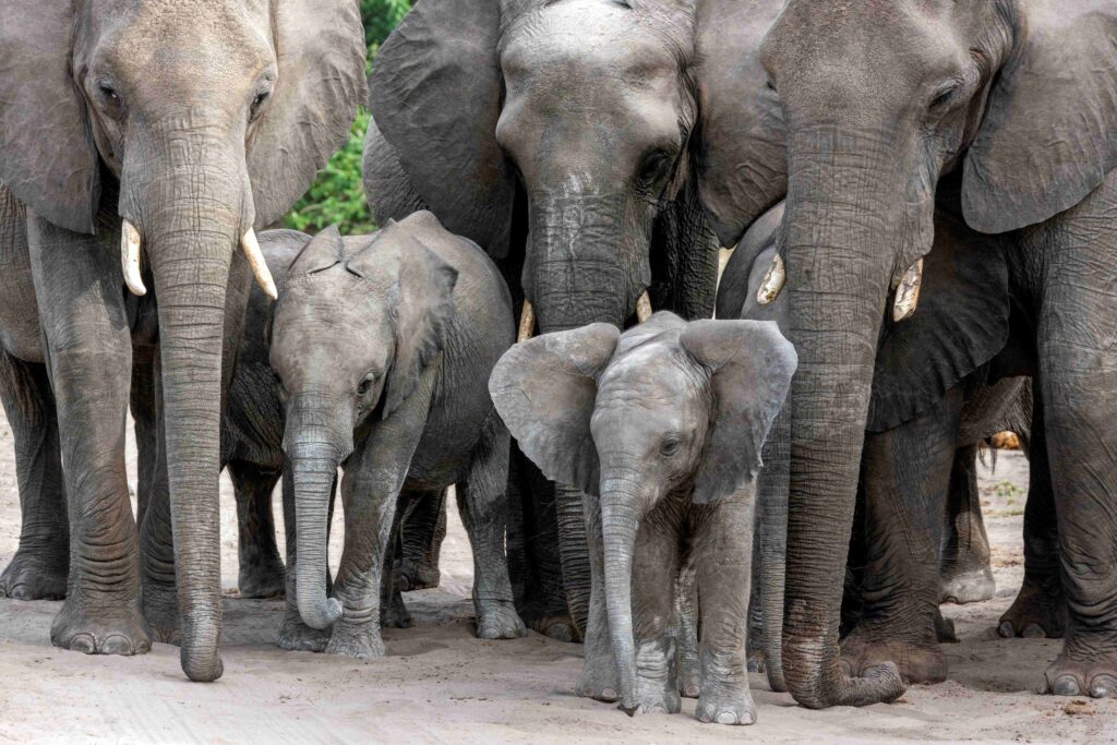 3 adult african elephants with 2 small ones standing in front of them