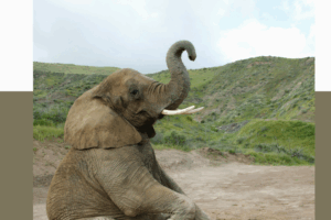 308 Elephant Jokes for Kids Pinterest Pin