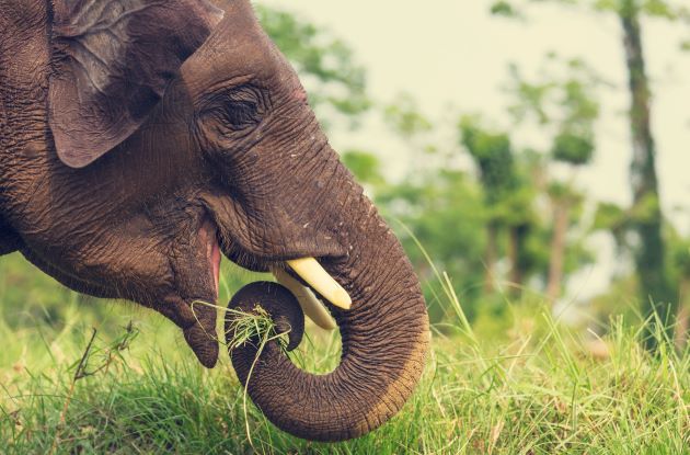 Closeup of elephant putting leaves into its mouth with its trunk