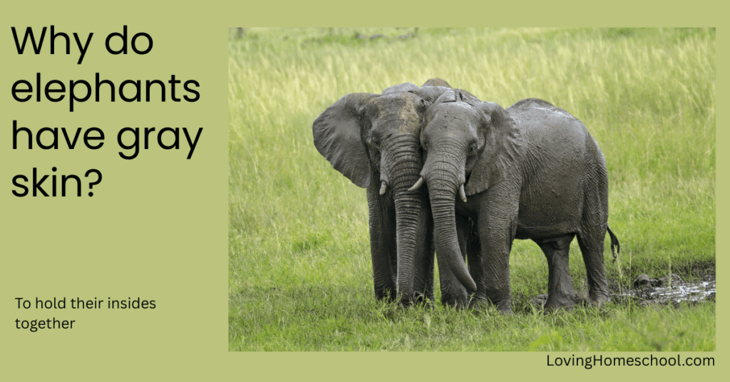 Elephant picture and joke