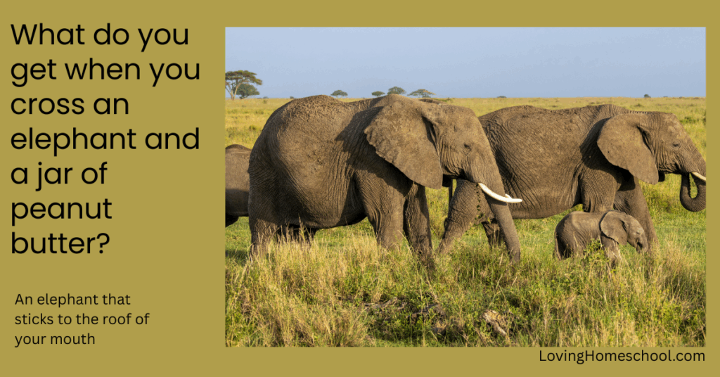 Elephant picture and joke