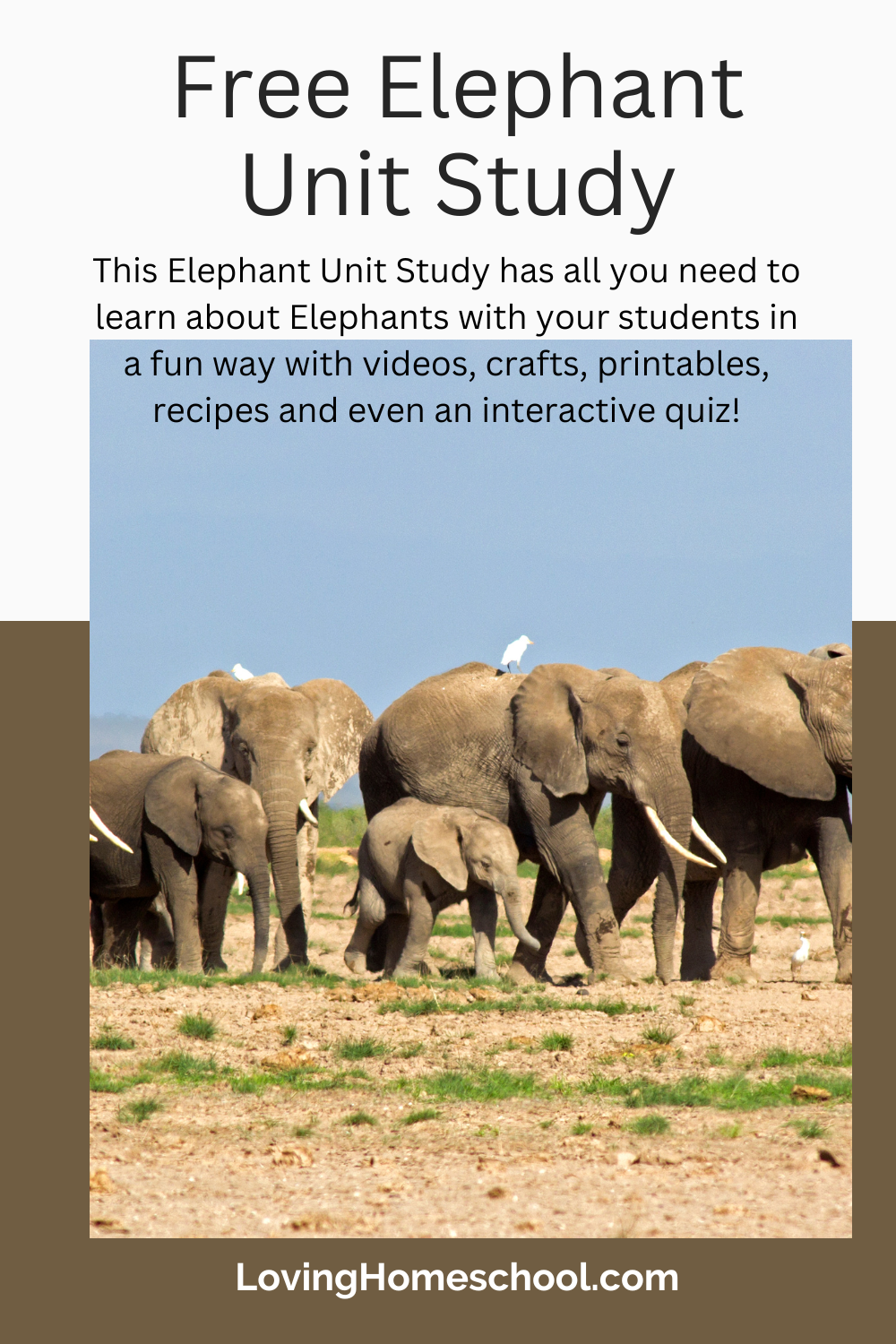 Free Elephant Unit Study Pinterest Pin
