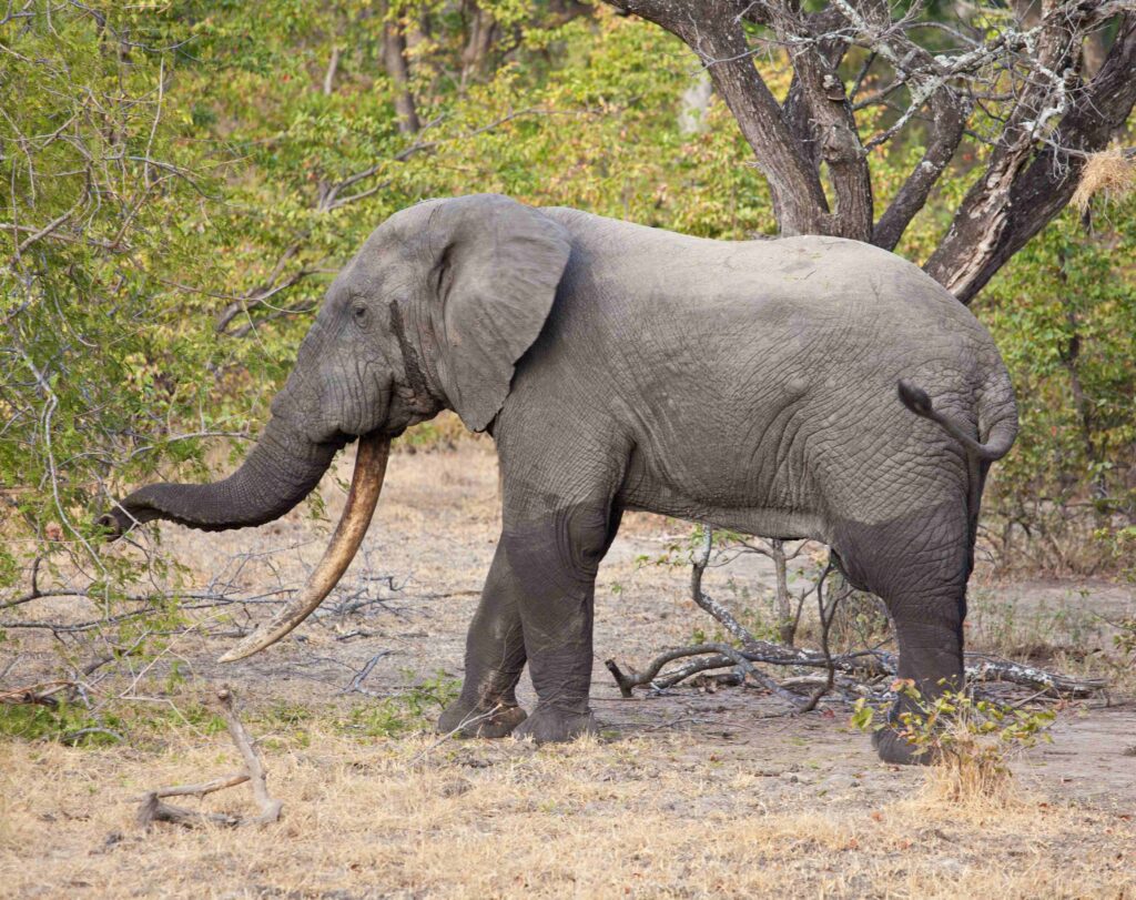 an elephant with very long tusks