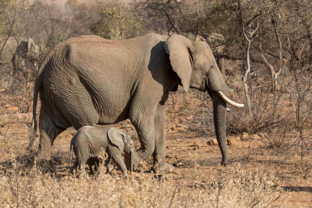 cow and calf african elephants