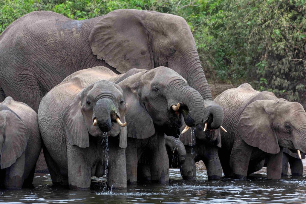 several elephants of various sizes drinking water