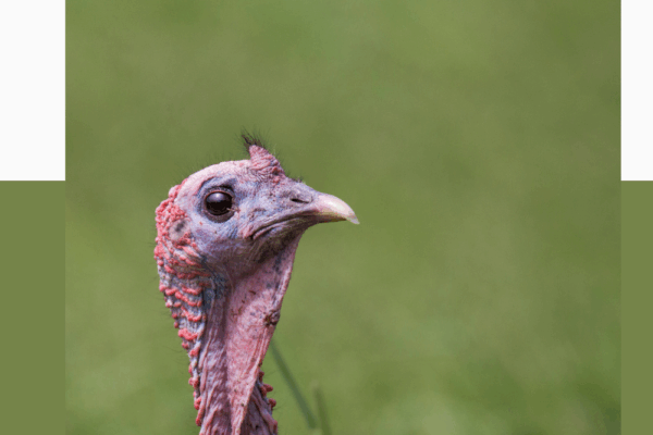 212 Thanksgiving Jokes for Kids Pinterest Pin